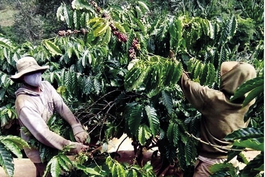 “Được giá mất mùa, được mùa mất giá” -  Nỗi buồn người trồng cà phê Tây Nguyên
